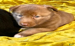 Gerberian Shepsky dogs for sale: Rocky - Image 10