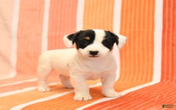 Jack Russell Terrier dogs for sale: Lynn - Image 5