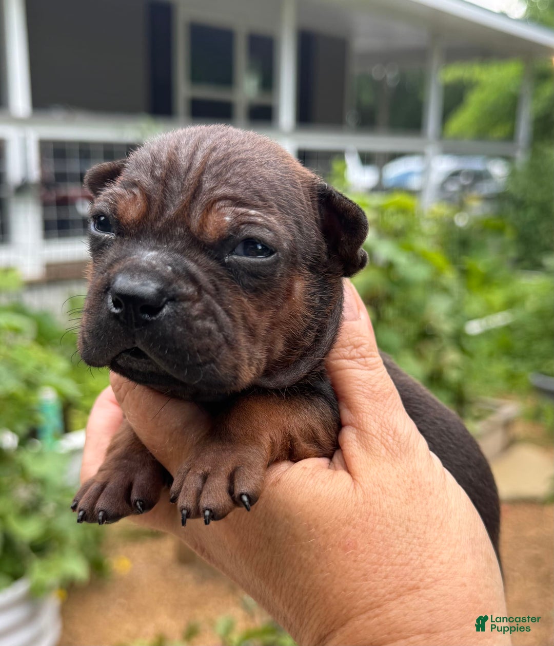 American Bulldog dogs for sale: Chongqin - Listing for pets: China, Chongqin - Image 7