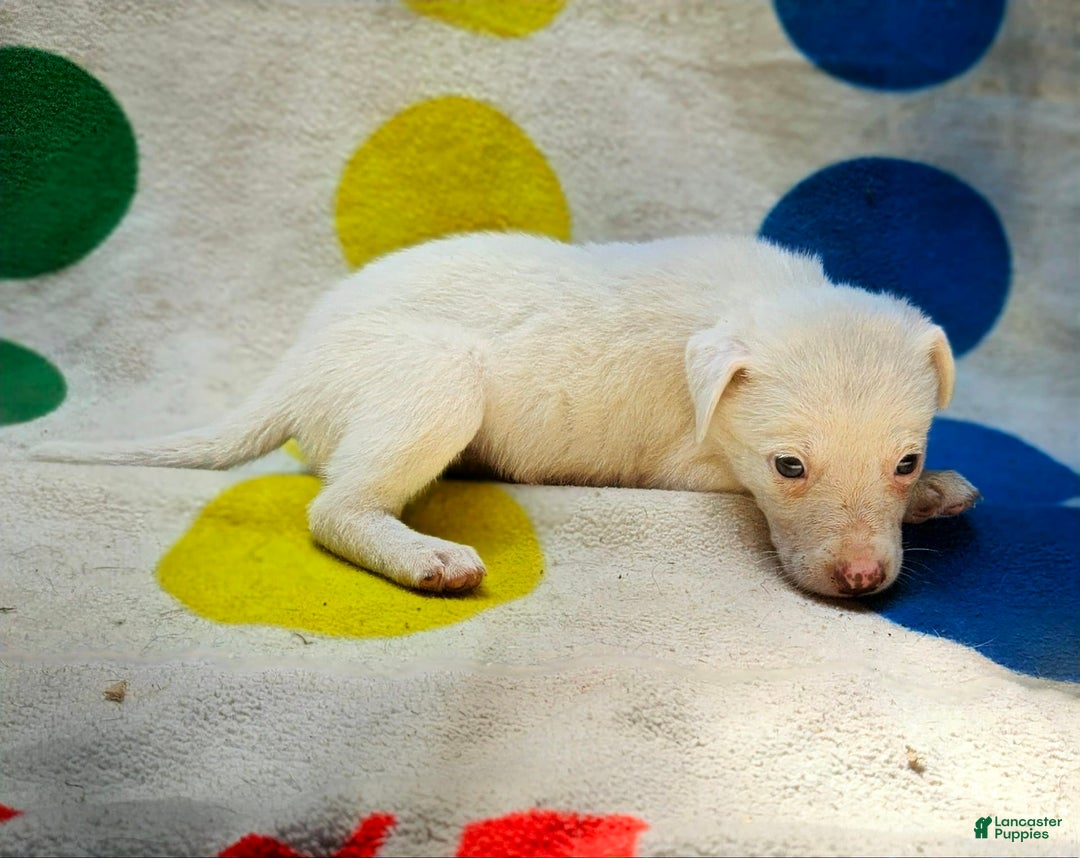 Border Collie dogs for sale: Hissy - Image 23