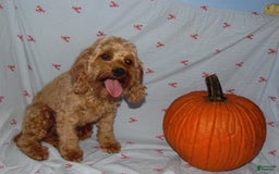 Cockapoo dogs for sale: Alice - Image 7