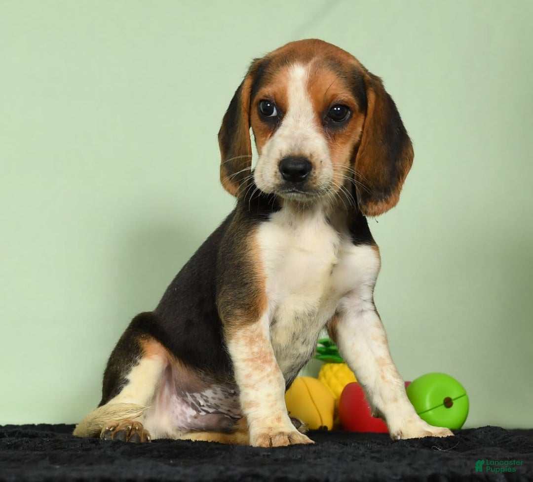 Beagle dogs for sale: Tawny - Image 6