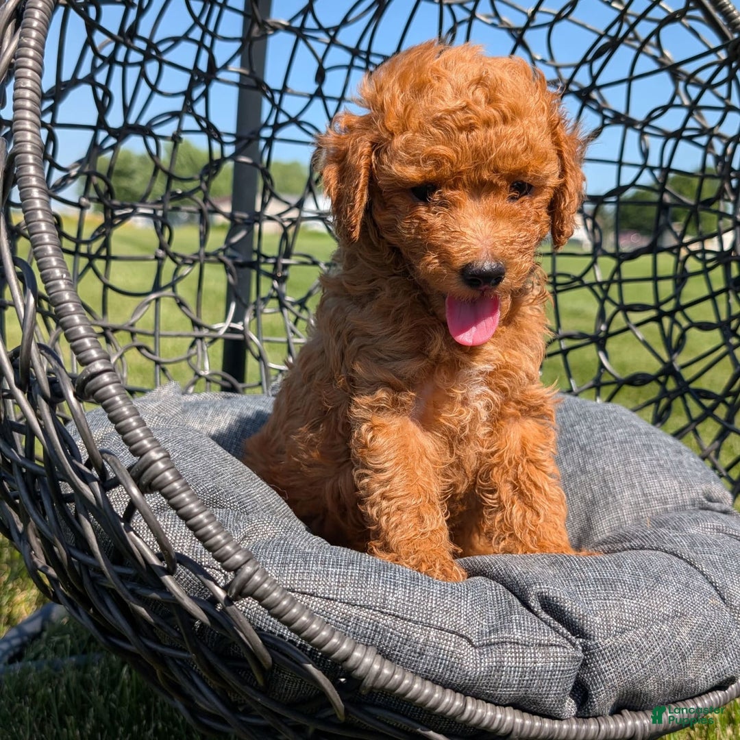 Toy Poodle dogs for sale: Quinten - Image 8