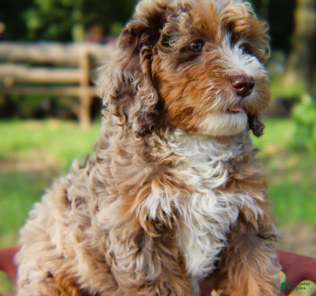 Mini Bernedoodle dogs for sale: Lorena - Image 4