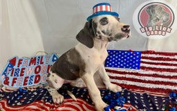 Great Dane dogs for sale: Sally Akc Harlequin - Image 2