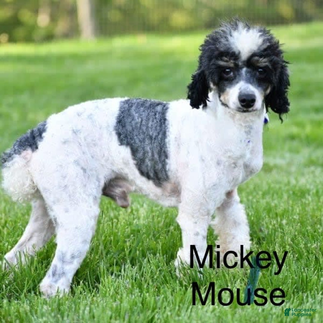 Mini Aussiedoodle dogs for sale: Amber - Image 12