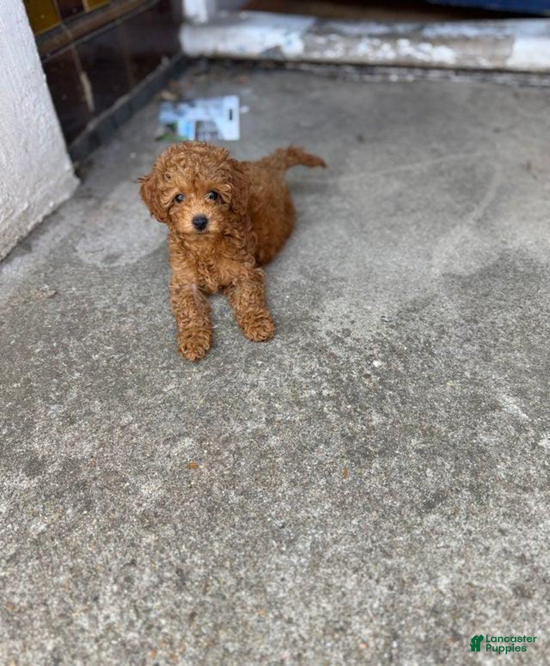 Toy Poodle dogs for sale: Bambi - Image 2