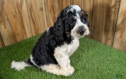 Cavapoo dogs for sale: Missy Boy 2 - Image 14