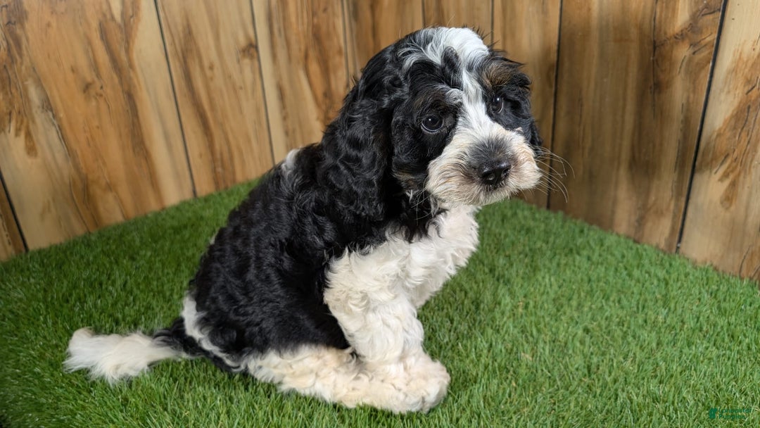 Cavapoo dogs for sale: Missy Boy 2 - Image 14