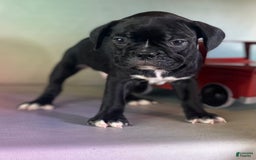 Frenchton dogs for sale: Coal Dna Clear - Image 9