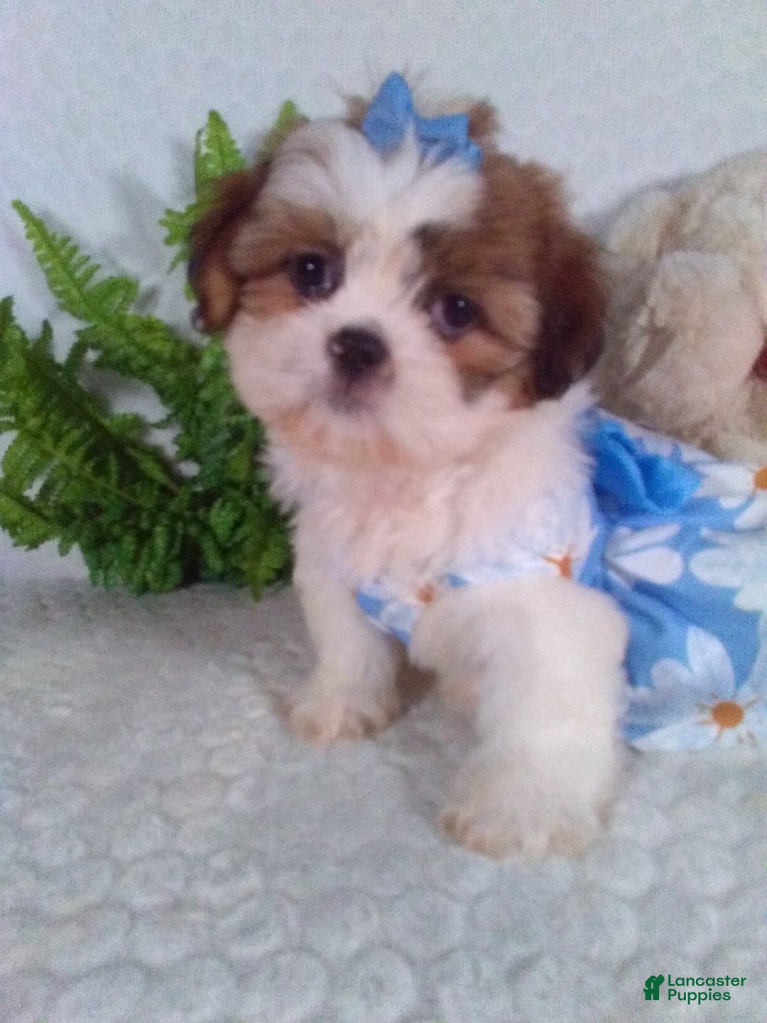 Shih Tzu dogs for sale: Baby - Image 7