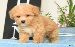 Bichpoo dogs for sale: Stella - Image 3