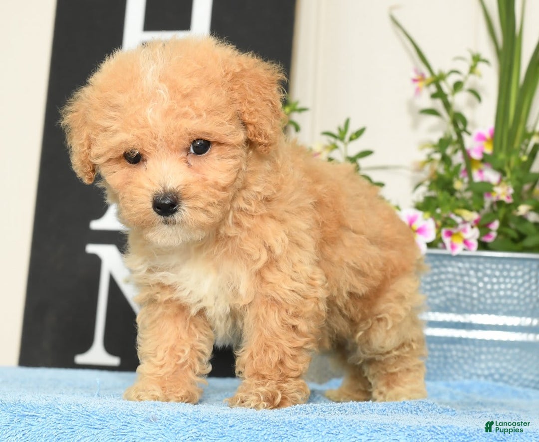 Bichpoo dogs for sale: Stella - Image 3