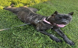 Cane Corso dogs for sale: Fawn male - Image 2