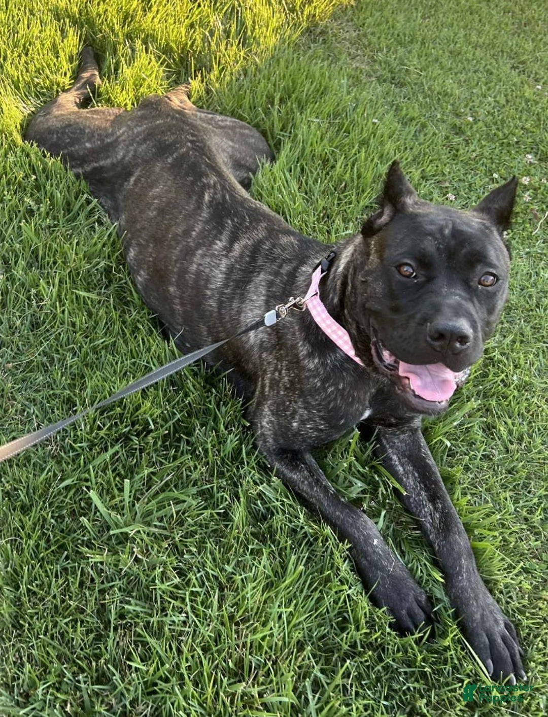 Cane Corso dogs for sale: Fawn male - Image 2