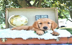 Golden Retriever dogs for sale: Anson - Image 3