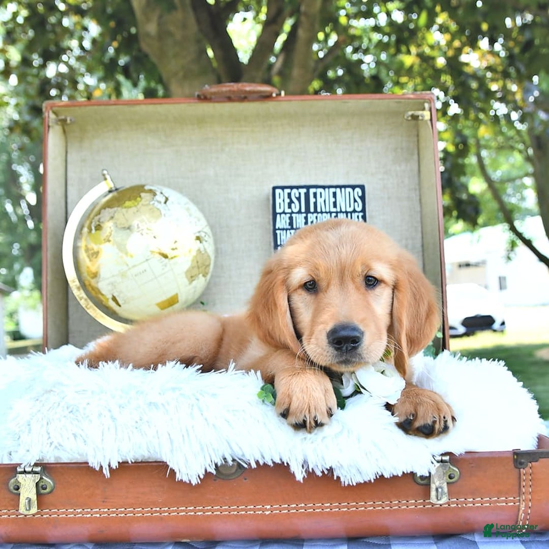 Golden Retriever dogs for sale: Anson - Image 3
