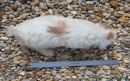 Teddy Bear dogs for sale: Cloud - Image 3