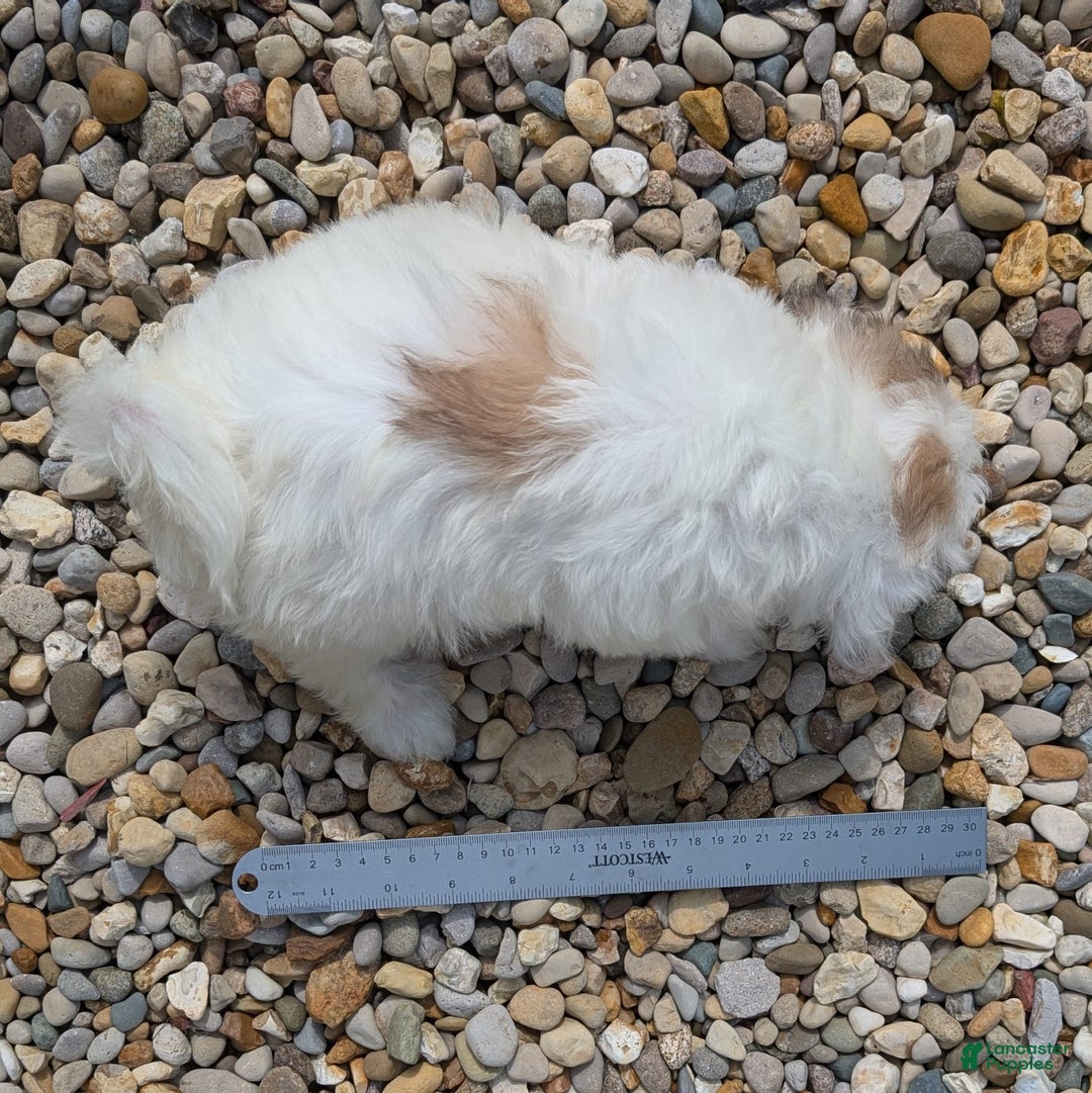 Teddy Bear dogs for sale: Cloud - Image 3