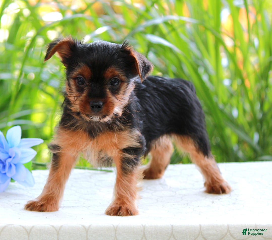 Yorkshire Terrier dogs for sale: Sparky - Image 3