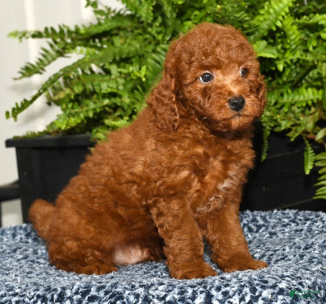 Miniature Poodle dogs for sale: Zeke - Image 7