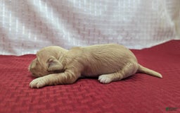 Cockapoo dogs for sale: Fishlegs - Image 2