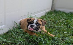 Olde English Bulldogge dogs for sale: Harley - Image 10