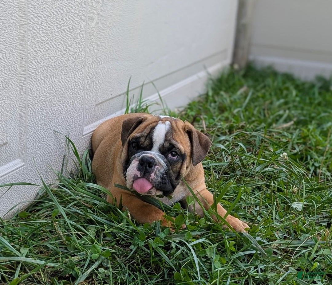 Olde English Bulldogge dogs for sale: Harley - Image 10