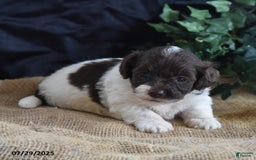 Cavapoo dogs for sale: Addilynn - Image 5