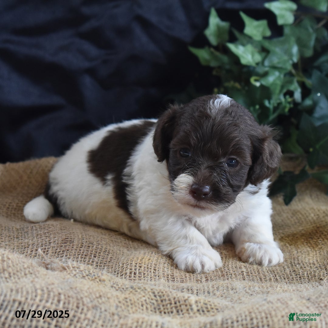 Cavapoo dogs for sale: Addilynn - Image 5