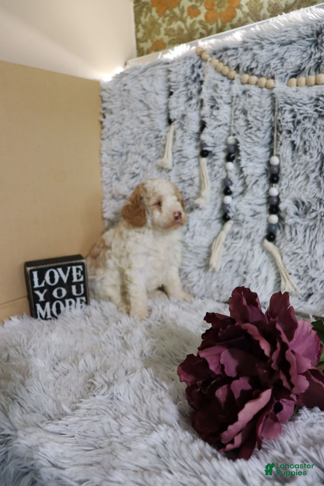 Mini Goldendoodle dogs for sale: Katie - Image 2