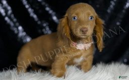 Miniature Dachshund dogs for sale: Mitzy - Image 4