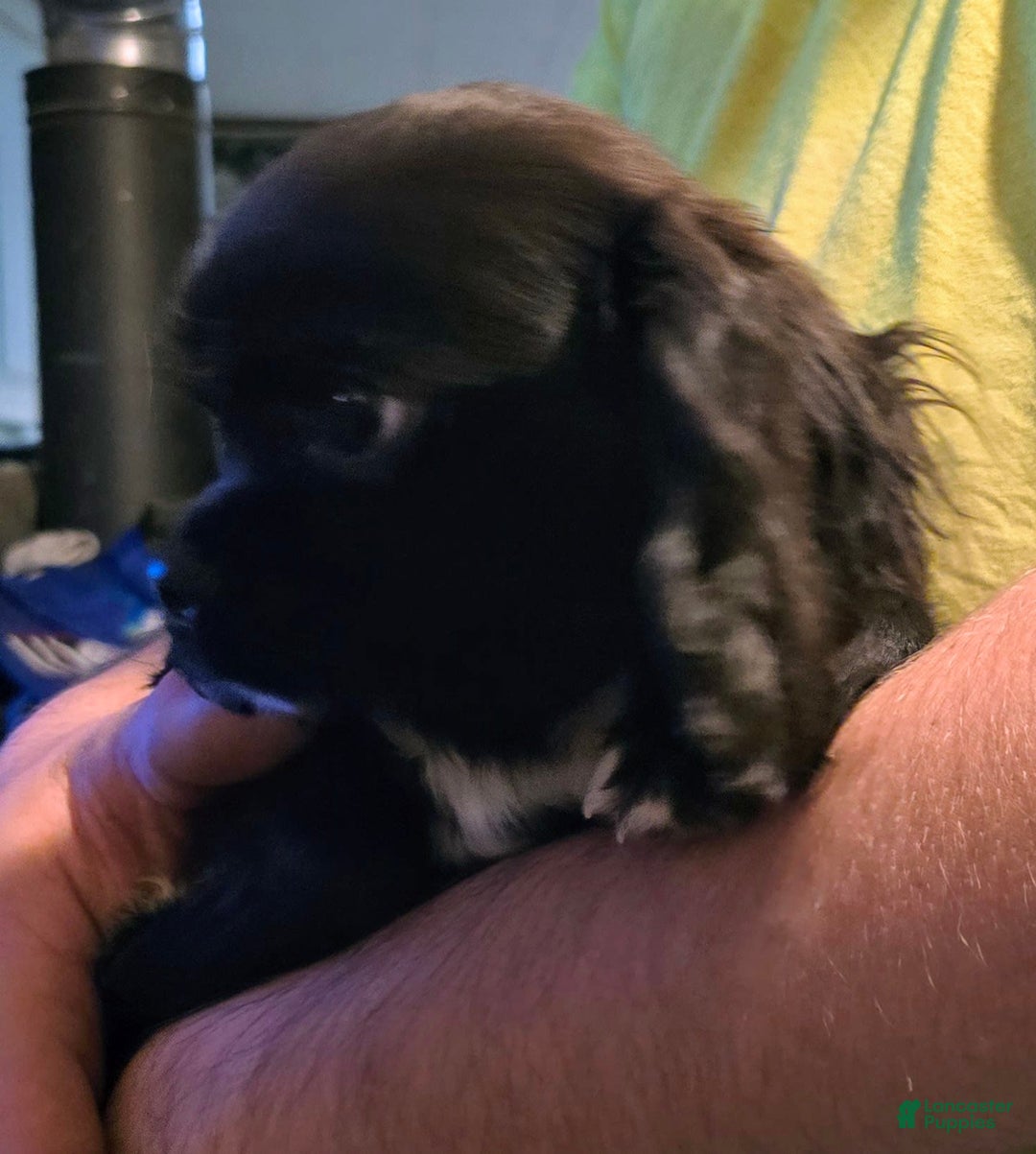 Cavalier King Charles Spaniel dogs for sale: Bear - Image 4