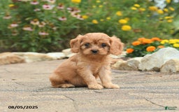Cavapoo dogs for sale: Aspen - Image 2