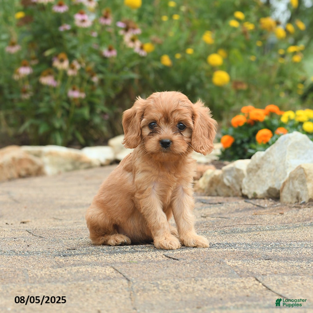 Cavapoo dogs for sale: Aspen - Image 2