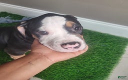 American Bully dogs for sale: Sweet Pea - Image 2