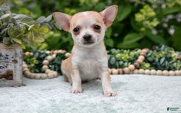 Chihuahua dogs for sale: Peanut Butter - Image 1