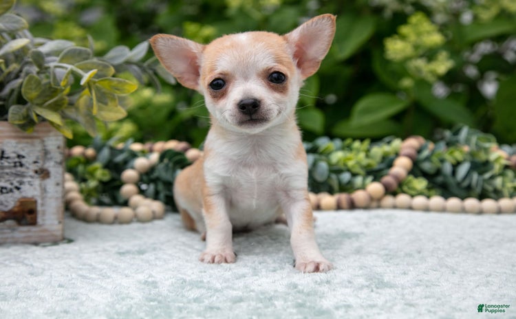 Chihuahua dogs for sale - Ad 5