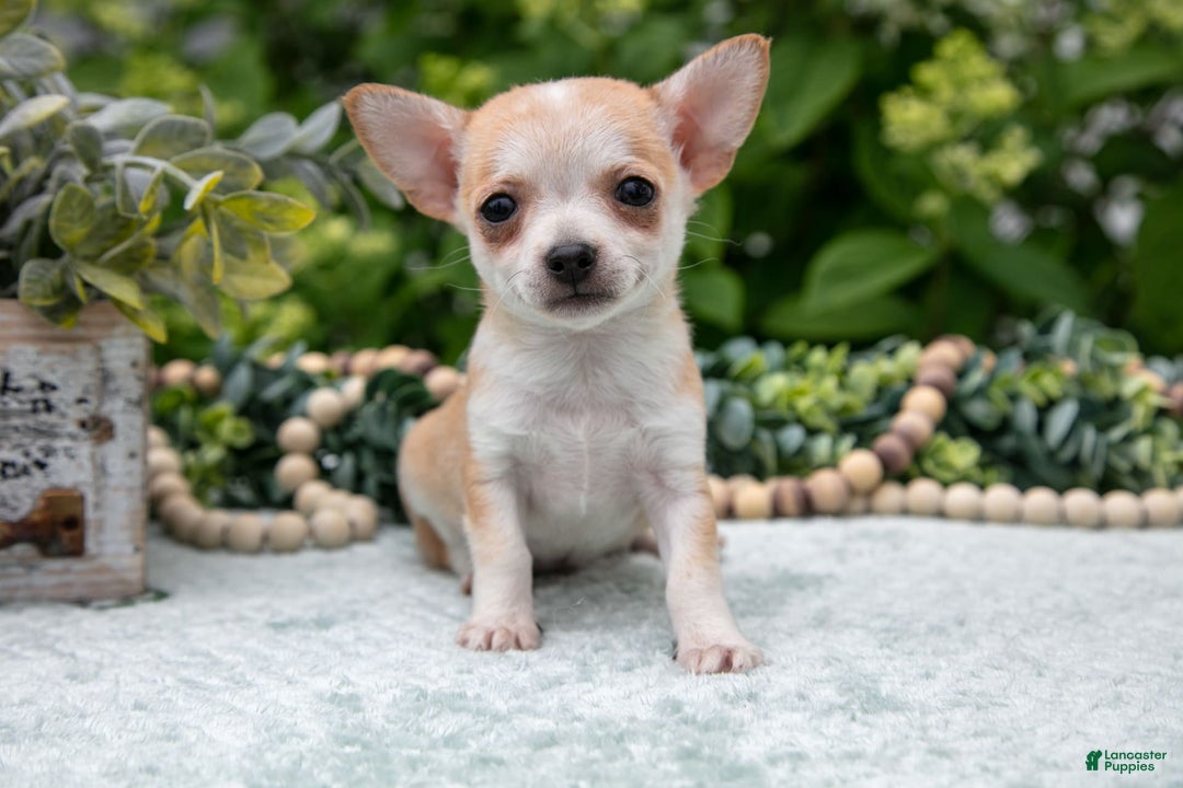 Chihuahua dogs for sale: Peanut Butter - Image 1