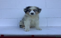 Australian Shepherd dogs for sale: Blake - Image 1