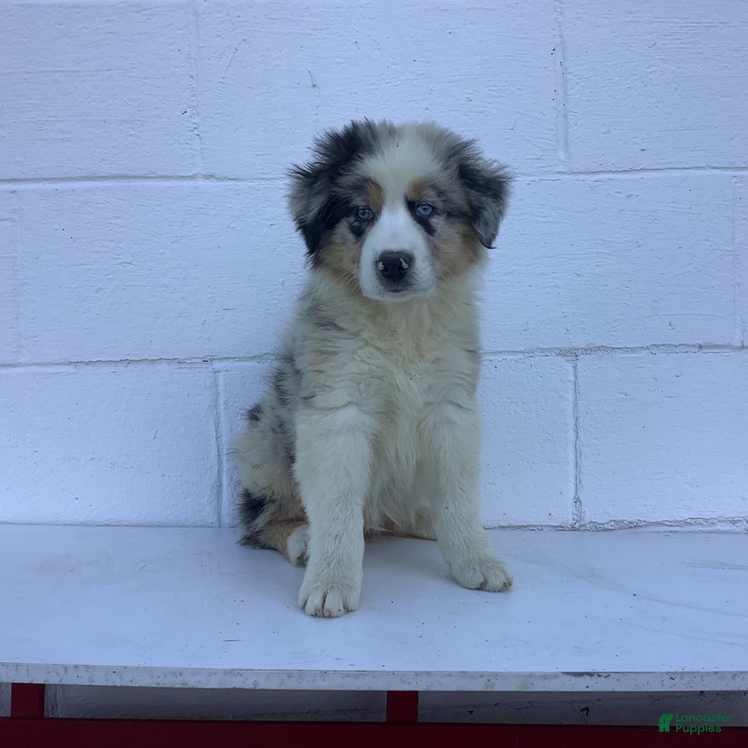 Australian Shepherd dogs for sale: Blake - Image 1
