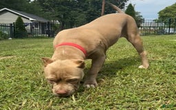 American Bully dogs for sale: Izzy - Image 6