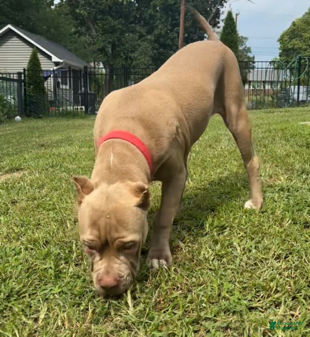 American Bully dogs for sale: Izzy - Image 6