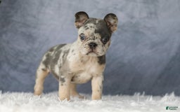 French Bulldog dogs for sale: Elsa - Image 1