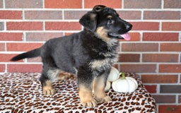 German Shepherd dogs for sale: Bailey - Image 4