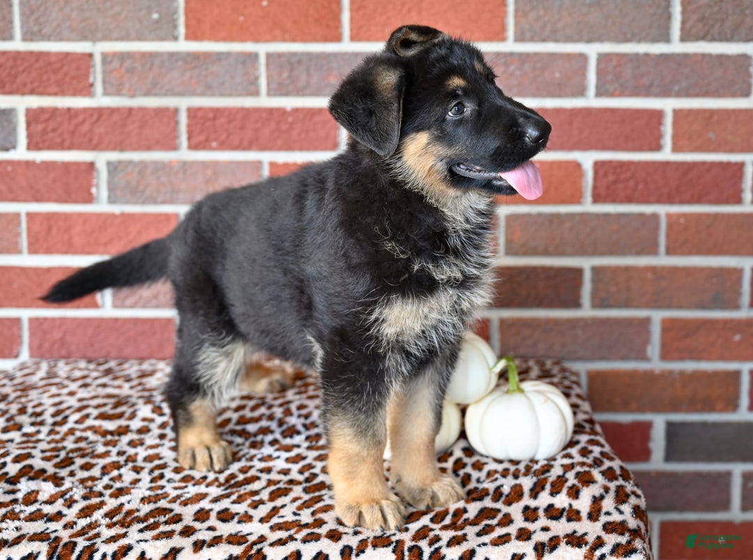 German Shepherd dogs for sale: Bailey - Image 4
