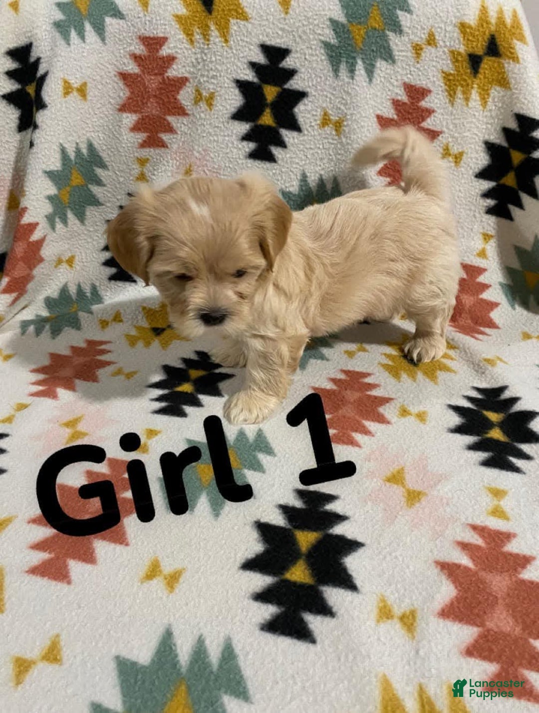 Cavapoo dogs for sale: Female 1 Brunos Girls Twin - Image 3