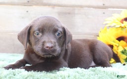 Labrador Retriever dogs for sale: Benny - Image 6