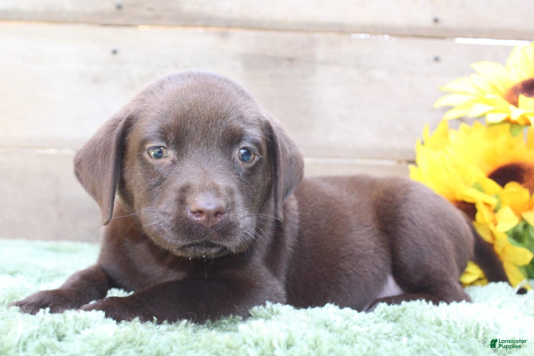 Labrador Retriever dogs for sale: Benny - Image 6