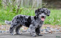 Havapoo dogs for sale: Poppy - Image 13